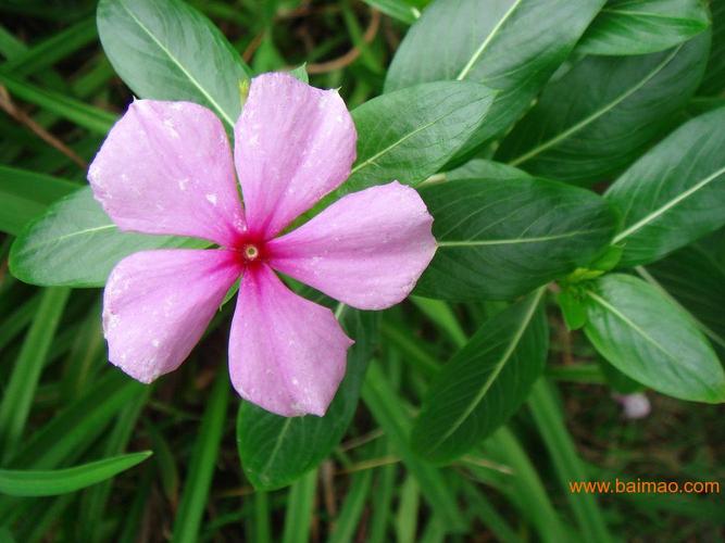 山東草花種植基地 哪里草花比較好 青州新展花卉苗木生產(chǎn)廠家,山東
