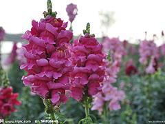 山東龍頭花:廠家直銷金魚草,哪里有賣圖片|山東龍頭花:廠家直銷金魚草,哪里有賣產品圖片由青州市 花卉苗木公司生產提供-