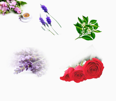 各種花卉免費下載_產(chǎn)品實物_1916像素_編號5772054_png格式