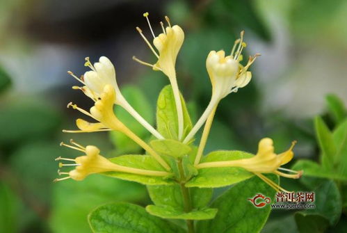 金銀花茶哪個(gè)品牌比較好