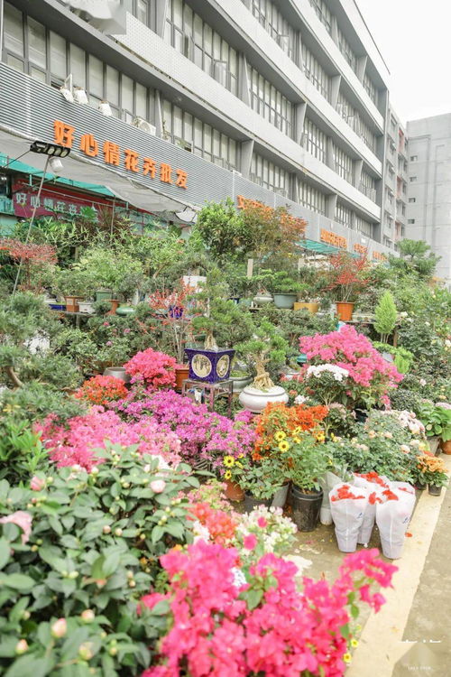 深圳藏在地鐵口的花卉市場(chǎng),要火