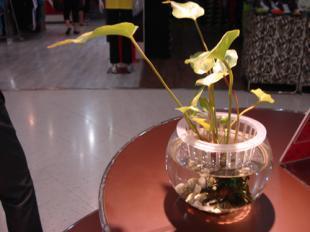 供應160花卉魚缸價格_供應160花卉魚缸廠家_世界工廠網(wǎng)產(chǎn)品信息庫