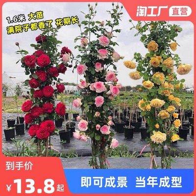 當(dāng)前網(wǎng)購(gòu)流行產(chǎn)品