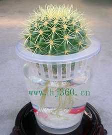 水培花卉--仙人球--金琥_世界工廠網中國產品信息庫