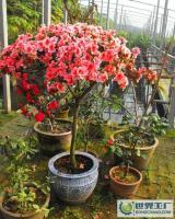 山東淄博專業(yè)供應(yīng)杜鵑花[供應(yīng)]_花卉_世界工廠網(wǎng)中國(guó)產(chǎn)品信息庫(kù)