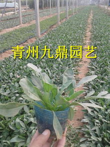 大花金雞菊.大花金雞菊價(jià)格.供應(yīng)大花金雞菊