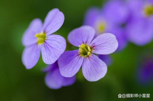春天花開(kāi)正當(dāng)時(shí),學(xué)會(huì)6個(gè)花卉拍攝攻略,照片美出新高度!