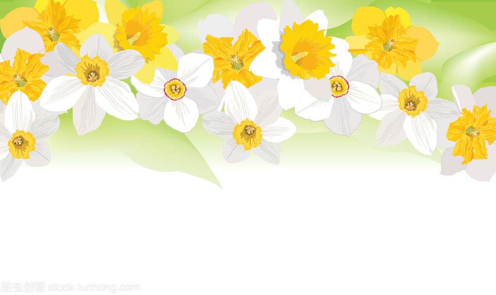 花卉背景。春季花卉邊框。水仙花矢量花環