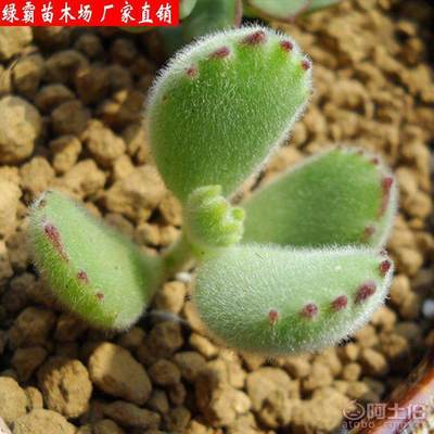 【綠霸苗木場(chǎng)熊童子多肉植物防輻射凈化氣空室內(nèi)陽(yáng)臺(tái)綠植盆栽花卉】沭陽(yáng)縣新河鎮(zhèn)新槐居委會(huì)綠霸苗木場(chǎng) - 產(chǎn)品庫(kù)