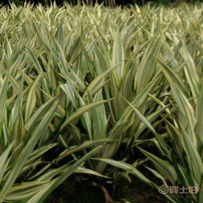 【廠家直銷盆栽花卉綠植萬(wàn)年麻 物美價(jià)廉】龍海市東泗興輝園藝場(chǎng) - 產(chǎn)品庫(kù)