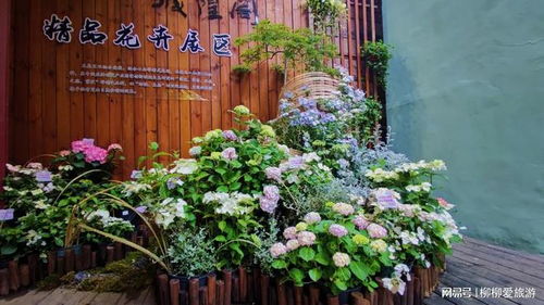 仙氣飄飄, 迎亞運(yùn) 紫陽(yáng)記憶 八仙花展驚艷亮相吳山城隍閣