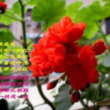  金如意裘革制品公司 主營(yíng) 毛領(lǐng) 毛條 毛球 盤