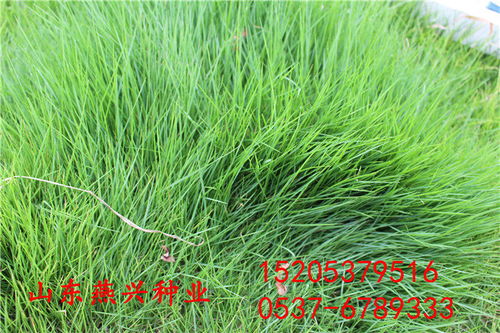 湖北神農(nóng)架林區(qū)護(hù)坡草籽多少錢一斤