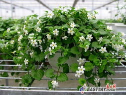 臺(tái)灣花卉貴州綻放 落地培育促農(nóng)民增收致富