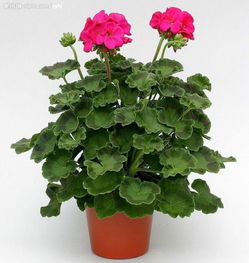 半木質(zhì)性植物花卉圖片叫什么名稱(chēng)