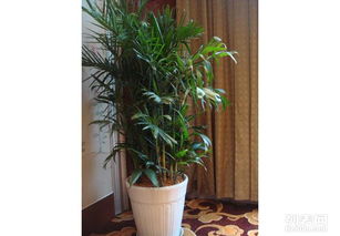 圖 天津綠植租賃公司 天津譽(yù)隆園藝 植物盆栽出租 專業(yè)的 圖片 天津鮮花綠植