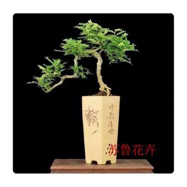 什么花草驅(qū)蚊