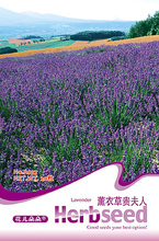 【熏衣草貴夫人】最新最全熏衣草貴夫人 產(chǎn)品參考信息
