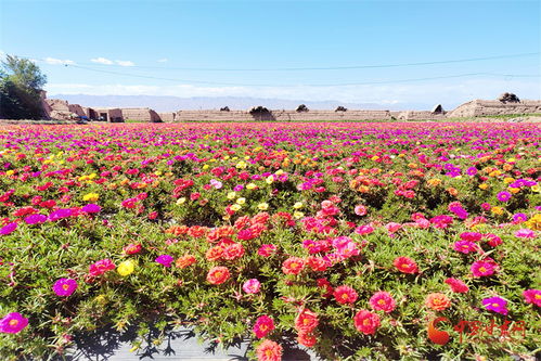 高臺 花卉制種為鄉(xiāng)村振興錦上添 花