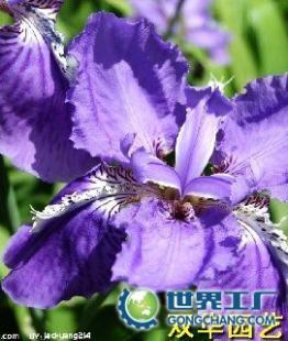 供應杭州花卉出租公司大型(0.7元)中元)小型(0.2元)_農(nóng)副產(chǎn)品_世界工廠網(wǎng)中國產(chǎn)品信息庫