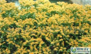 優(yōu)質(zhì)綠化花卉苗木喬木灌木景天三七_(dá)農(nóng)副產(chǎn)品_世界工廠網(wǎng)中國產(chǎn)品信息庫