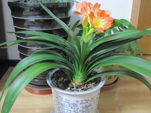 這6款常見花卉,明明長勢(shì)不錯(cuò),為什么總不開花