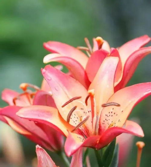 多圖直擊,爛漫花影,邂逅百合花海 陜西 鎮坪上竹鎮第四屆百合花節暨農林產品展銷活動盛大開幕