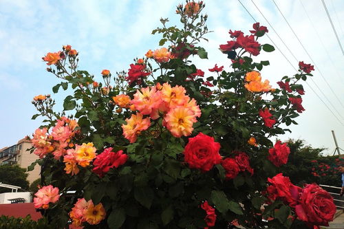 春日 花卉園